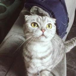 母猫变成人了吗视频