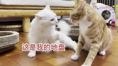 母猫变成人了吗视频