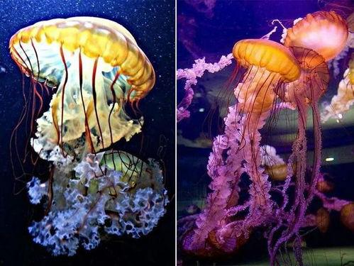 水母创意画成人英语视频,Exploring the Artistic Fusion of Jellyfish Imagery and Adult English Language Learning in Video Content