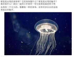 水母创意画成人英语视频,Exploring the Artistic Fusion of Jellyfish Imagery and Adult English Language Learning in Video Content