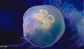 水母创意画成人英语视频,Exploring the Artistic Fusion of Jellyfish Imagery and Adult English Language Learning in Video Content