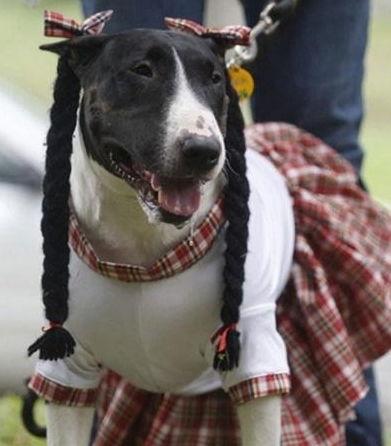 狗打扮成人搞笑视频素材,狗狗cosplay成人搞笑瞬间大盘点